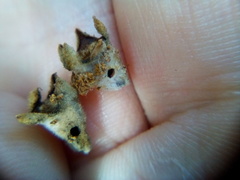 Argyroploce chlorosaris