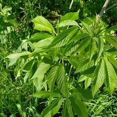 Aesculus californica