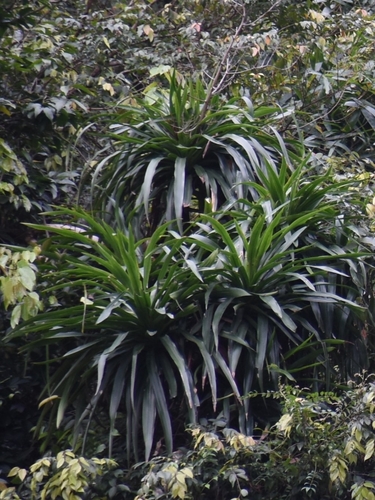 Image of Dracaena cambodiana by (c) Zac Peterson, some rights reserved (CC BY)