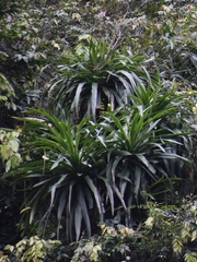 Dracaena cambodiana