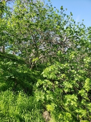 Aesculus californica