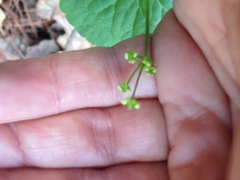 Micropleura renifolia