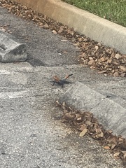 Agama picticauda image