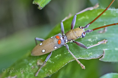 Olenecamptus bilobus