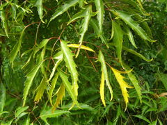 Polyscias filicifolia