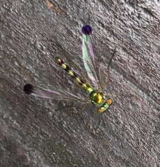 Amblypsilopus zonatus