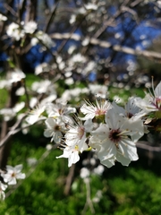 Prunus