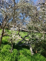 Prunus