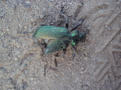 Calosoma retusum