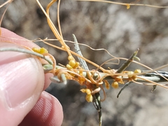 Cuscuta psorothamnensis