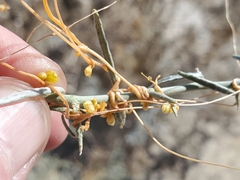 Cuscuta psorothamnensis