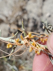 Cuscuta psorothamnensis