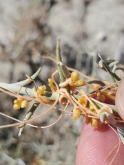 Cuscuta psorothamnensis