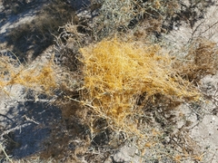 Cuscuta psorothamnensis