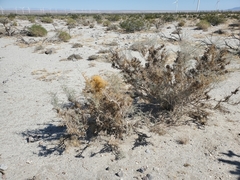 Cuscuta psorothamnensis