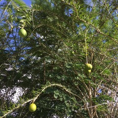 Crescentia linearifolia
