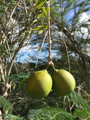 Crescentia linearifolia