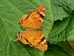 Hypanartia paullus