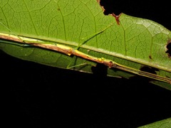 Lobonecroscia subflava