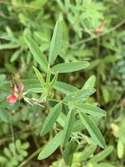 Indigofera holubii