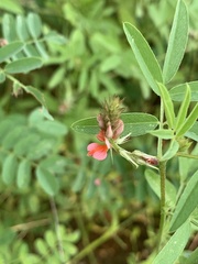 Indigofera holubii