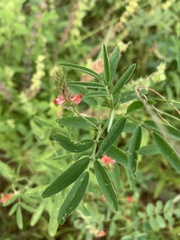Indigofera holubii