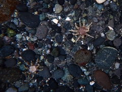 Halcampa decemtentaculata