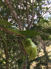 Crescentia linearifolia