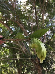 Crescentia linearifolia