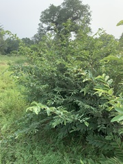 Grewia bicolor bicolor