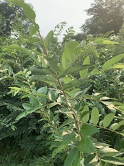 Grewia bicolor bicolor