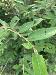 Grewia bicolor bicolor