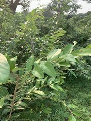Grewia bicolor bicolor