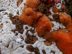 Holozoidae