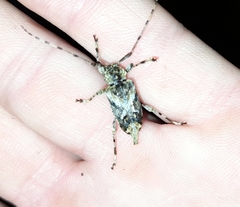 Aegomorphus jaspideus