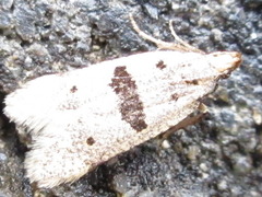 Deltophora fuscomaculata