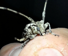 Aegomorphus jaspideus