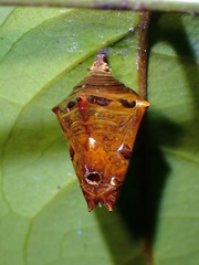 Adoliadini