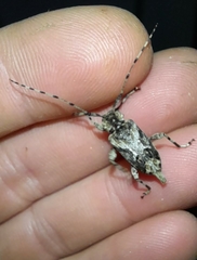 Aegomorphus jaspideus