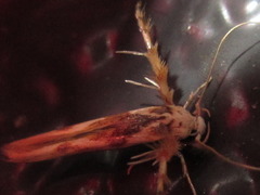 Stathmopoda stimulata