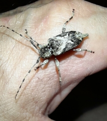Aegomorphus jaspideus