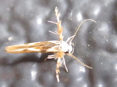 Stathmopoda stimulata