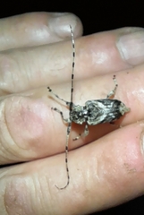 Aegomorphus jaspideus