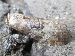 Bryophilina mollicula