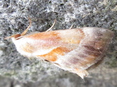 Lophomilia polybapta