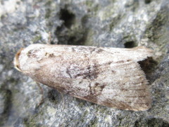 Bryophilina mollicula