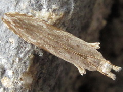 Hypatima excellentella