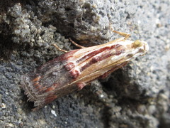 Nephopterix bicolorella