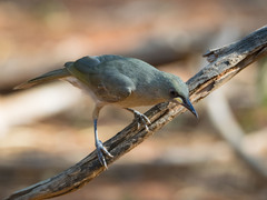 Stomiopera unicolor
