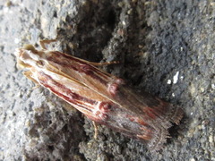 Nephopterix bicolorella